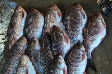 Hint balık pazarında HD satışı için sıralanmış buzlu rohu sazan balığı.