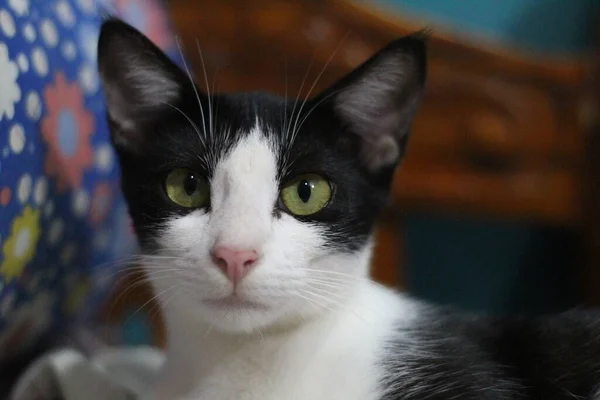 Gato Estimação Bonito Com Olhos Verdes Bom Fundo Borrão — Fotografia de Stock