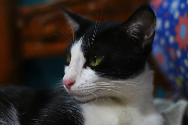 Söt Sällskapsdjur Katt Med Gröna Ögon Vacker Oskärpa Bakgrund — Stockfoto