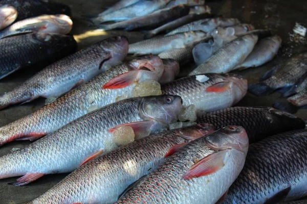 stock image rohu carp with ice arranged in row in indian fish market for sale HD