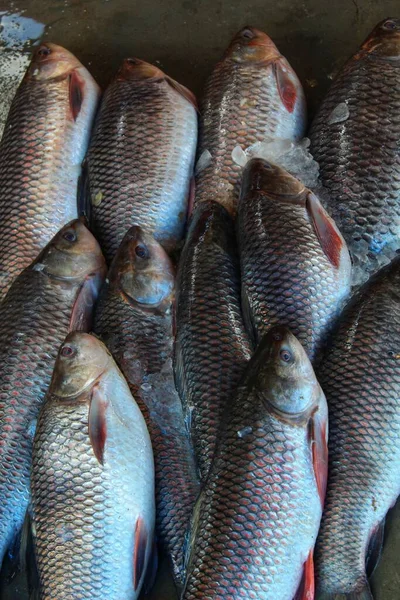 Rohu Karp Med Arrangerad Rad Indian Fiskmarknaden Till Salu — Stockfoto
