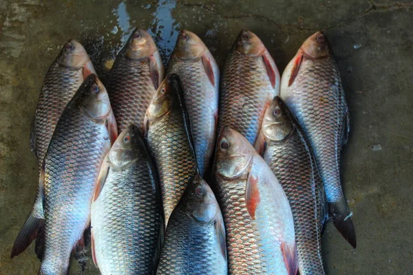 Rohu Karper Met Ijs Gerangschikt Rij Indische Vismarkt Koop — Stockfoto