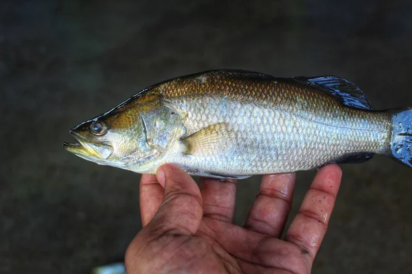 Asian Sea bass bekti fish in hand in nice blur background HD