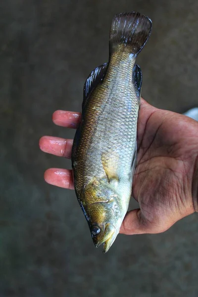 亚洲海鲈鱼手牵着鱼背景很模糊高清 — 图库照片