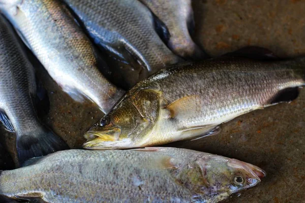 Poisson Bar Asiatique Sur Terrain Dans Marché Indien Poisson — Photo