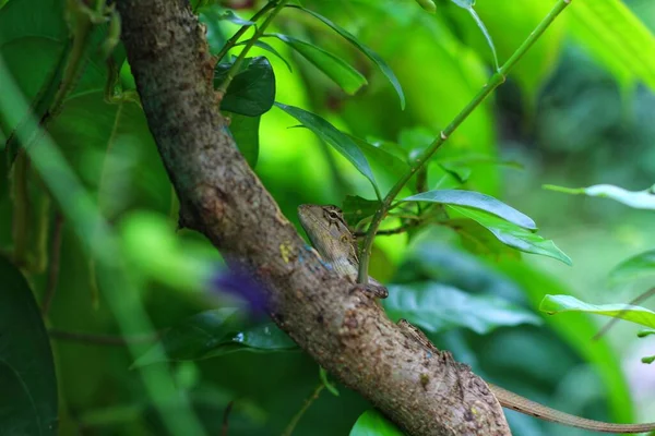 Жирна Ящірка Ховається Гілці Дерева Зеленому Тлі — стокове фото