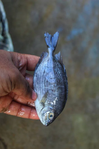 Deniz Piyadesi Spinefoot Balığı Elinde Arka Planda Bulanık — Stok fotoğraf