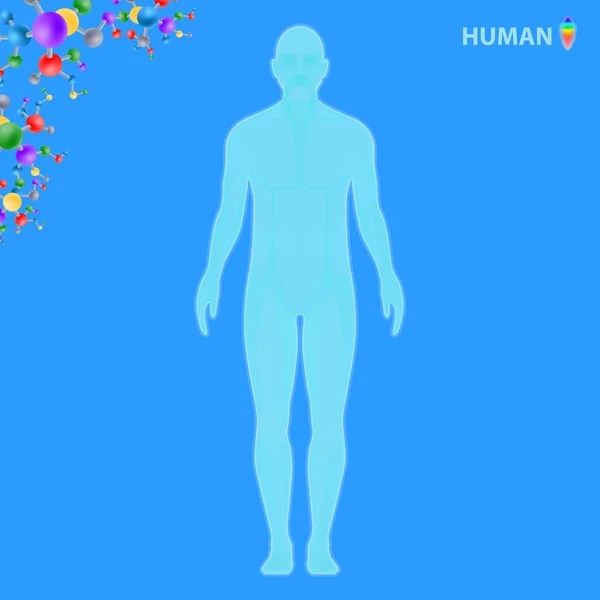 Cosmetología Del Cuerpo Humano Vector Ilustración — Vector de stock