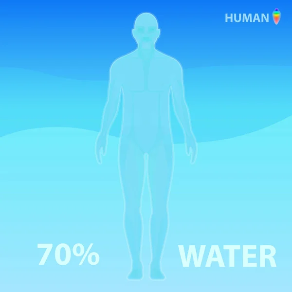 Ανθρώπινο Σώμα Αποτελείται Από Νερό Εικονογράφηση Διανύσματος — Διανυσματικό Αρχείο