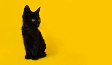 Sarı arka planda kara kedi. 13. Cuma. Cadılar Bayramı. Kara Kaplan. Yeni Yıl Yüksek kalite fotoğraf