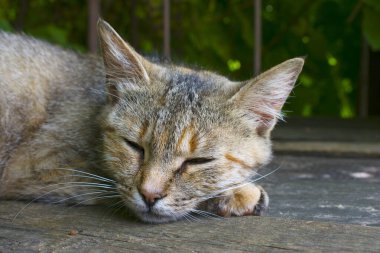Kedi sabahın erken saatlerinde bankta uyur.