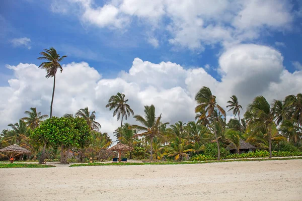 Palmiye ağaçları, Zanzibar adası, Tanzanya