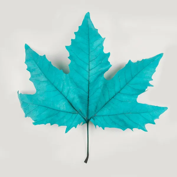 Javorový List Zbarvený Modře Bílém Pozadí Minimální Podzimní Koncept — Stock fotografie