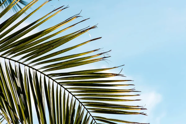 Mavi gökyüzünde, güneşli bir günde az bulutlu bir palmiye yaprağı. Yaz konsepti arka planı.