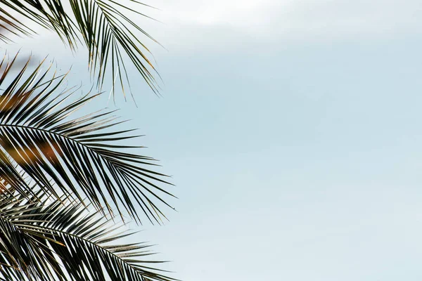 Palm Tree Leaves Blue Sky Few Clouds Summer Concept Background — Stock Photo, Image