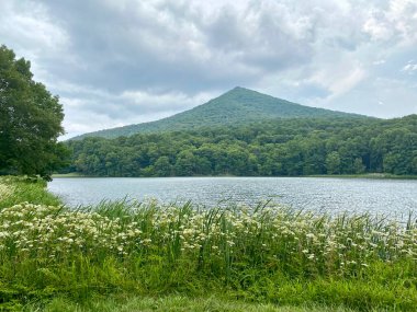 Peaks of Otter along the Blue Ridge Parkway. Wildflowers along Abbott Lake with Sharp Top Mountain peak in the background. Daucus carota, or wild carrot, bird's nest, bishop's or and Queen Anne's lace