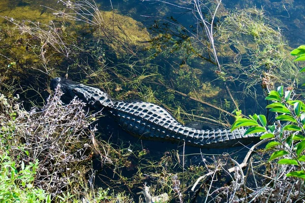 Alligator Water American Alligator Big Cypress National Preserve Florida Alligator — Stockfoto