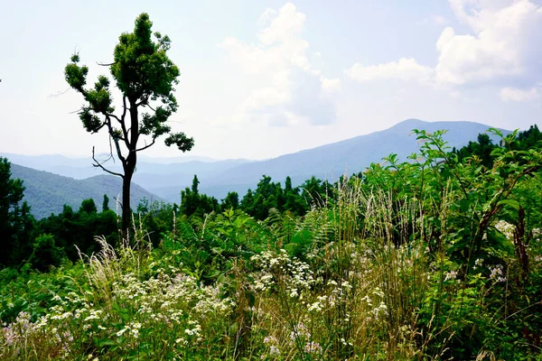 Greenstone Overlook on Blue Ridge Parkway in Virginia. Wildflowers and pine trees in foreground and mountain peaks and ridges in the background.