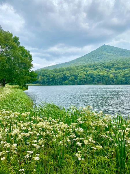 Peaks of Otter along the Blue Ridge Parkway. Wildflowers along Abbott Lake with Sharp Top Mountain peak in the background. Daucus carota, or wild carrot, bird's nest, bishop's or and Queen Anne's lace