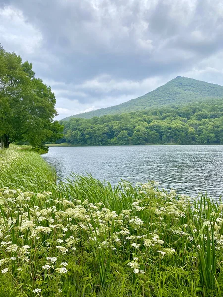 Peaks of Otter along the Blue Ridge Parkway. Wildflowers along Abbott Lake with Sharp Top Mountain peak in the background. Daucus carota, or wild carrot, bird's nest, bishop's or and Queen Anne's lace