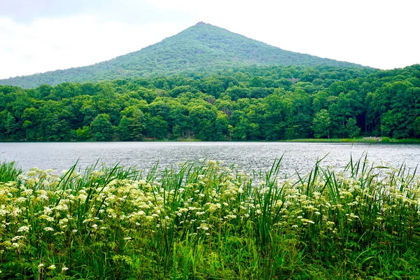 Peaks Otter Blue Ridge Parkway Wildflowers Abbott Lake Sharp Top — Foto Stock