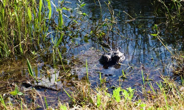 Mother Baby Alligator American Alligator Everglades National Park Florida Alligator — Fotografia de Stock