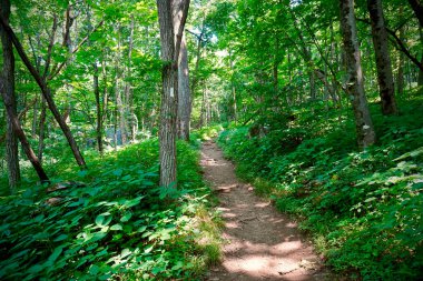 Appalachian Patikası (AT) işareti - Shenandoah Ulusal Parkı, Virginia Hightop Mountain Shenandoah Ulusal Parkı 'nda, Appalachian Patikası' nın 101 mil uzağında yer alır. Yeşil ormandan geçen patika