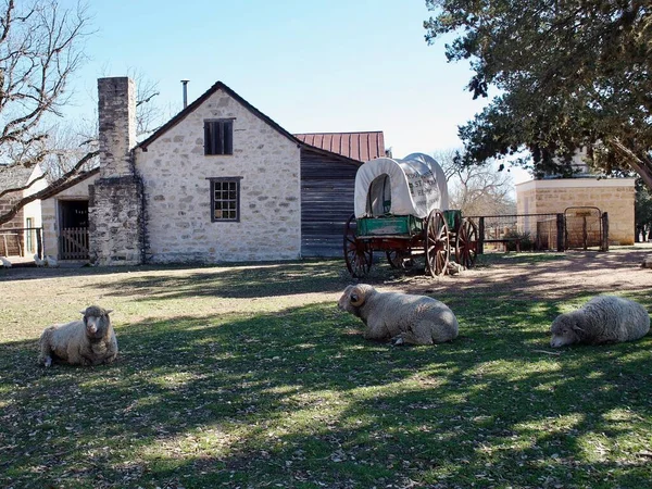 Stonewall Texas Usa Sheep Covered Wagon Lyndon Johnson State Park — 스톡 사진