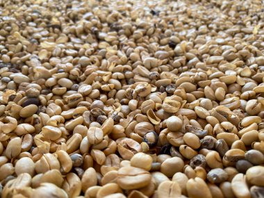 Beyaz kahve çekirdekleri. Islak işlenmiş, doğal veya bal hamurlu. Beyaz kahve çekirdekleri normal kahve çekirdekleridir. Bu yüzden fasulyeler tipik kahverengiyi çevirmez..