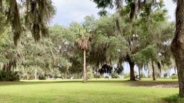 Gürcistan 'ın St. Simons Adası' ndaki Fort Frederica Ulusal Anıtı 'nda İspanyol Moss ile birlikte yaşayan meşe ağacı, James Oglethorpe tarafından inşa edilmiş bir kale ve kasabanın arkeolojik kalıntılarını muhafaza ediyor..
