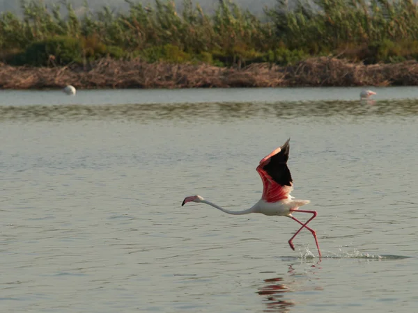 Flamingó Madár Vadon Élő Állatok Növény Állatvilág — Stock Fotó