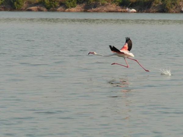 Gyönyörű Fehér Flamingó Vízben Természet Állatvilág — Stock Fotó
