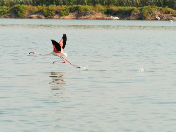 Bir Kuş Yüzeyinde Uçar Göl Manzarası Güneş Mavi Bir Gökyüzü — Stok fotoğraf