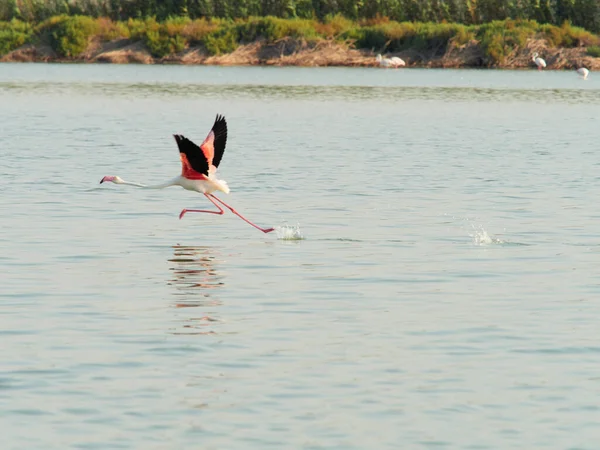 Bird Flies Water Surface View Lake Sun Blue Sky Royalty Free Stock Photos