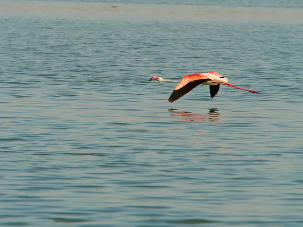 Beautiful Flamingos Water Stock Picture