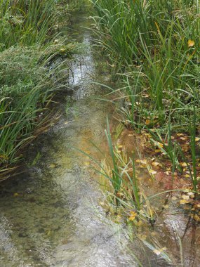 Yeşil ve kırmızı bir ağacın yakın plan görüntüsü.