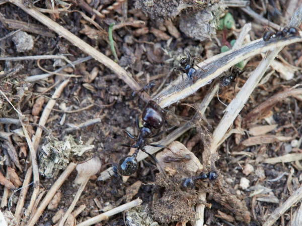 Formiga Está Comendo Uma Mosca Ninho Pássaro Campo — Fotografia de Stock