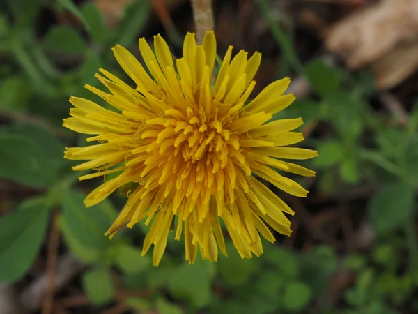 Gula Och Vita Blommor Vilda Växter — Stockfoto