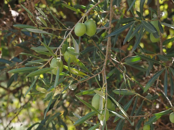 ripe green olives with leaves