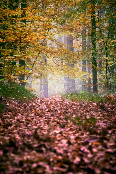 Bosque Otoñal Niebla Hojas Coloridas Rojo Amarillo Verde Por Mañana — Foto de Stock