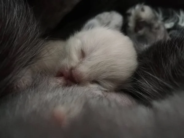 cute sleeping baby kitten