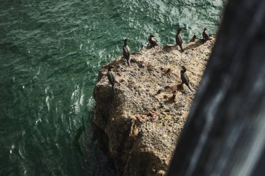 Yazın Vina del Mar 'da deniz kenarındaki bir kayadaki kuşlar.