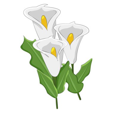 Beyaz kalla çiçeği botaniğinin izole vektör çizimi