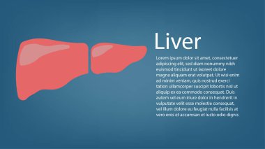 Gerçekçi karaciğer anatomisi yapısı. Vektör hepatik sistem organı, sindirim safra kesesi organı. Tıbbi uyuşturucular, eczane ve eğitim tasarımı için insan karaciğeri.
