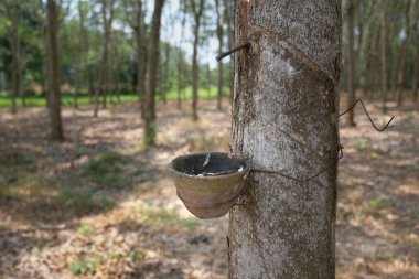 kauçuk ağacı ve lateksle dolu kase.