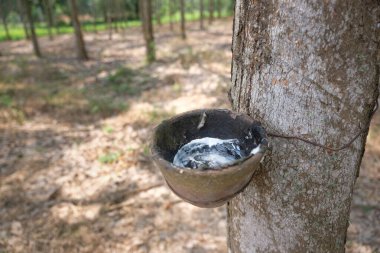 kauçuk ağacı ve lateksle dolu kase.