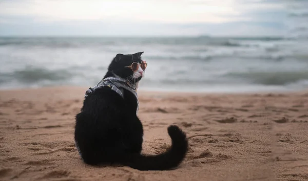 Sahilde Oturup Fotokopi Çeken Güneş Gözlüğü Takan Bir Kedi Komik — Stok fotoğraf