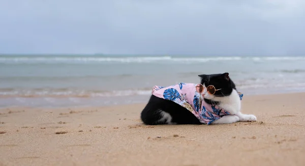 Sahilde Oturup Fotokopi Çeken Güneş Gözlüğü Takan Bir Kedi Komik — Stok fotoğraf