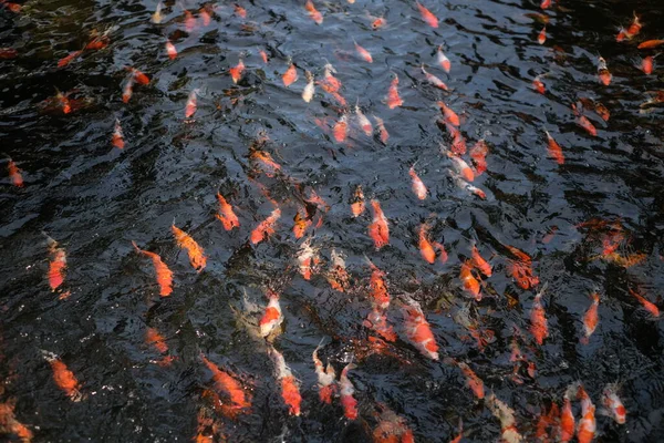 Japón Peces Koi Carpa Lujo Nadando Estanque Negro Estanque Peces — Foto de Stock