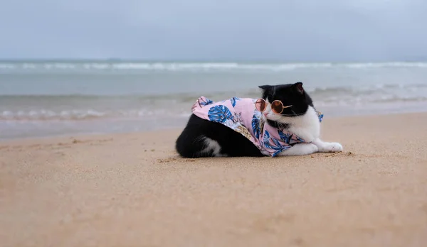 Gato Usando Óculos Sol Sentado Praia Com Espaço Cópia Conceito — Fotografia de Stock